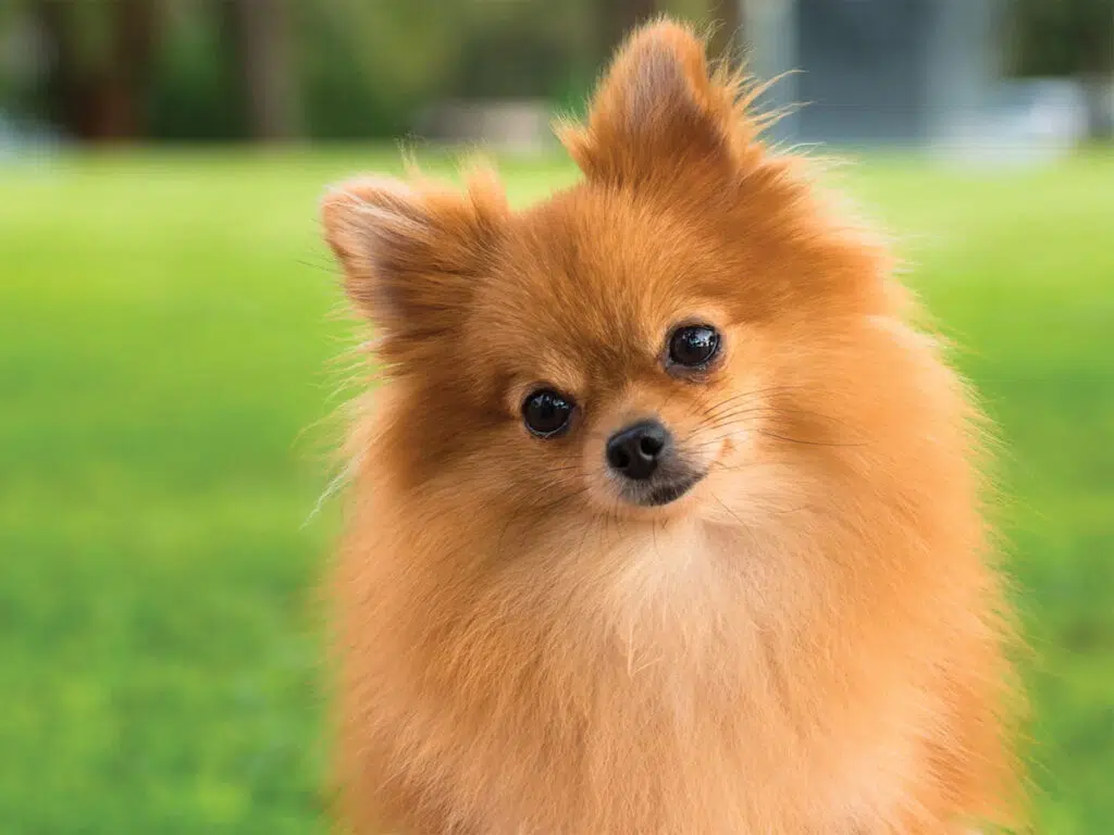Dog breeds similar to Chihuahuas - the Pomeranian