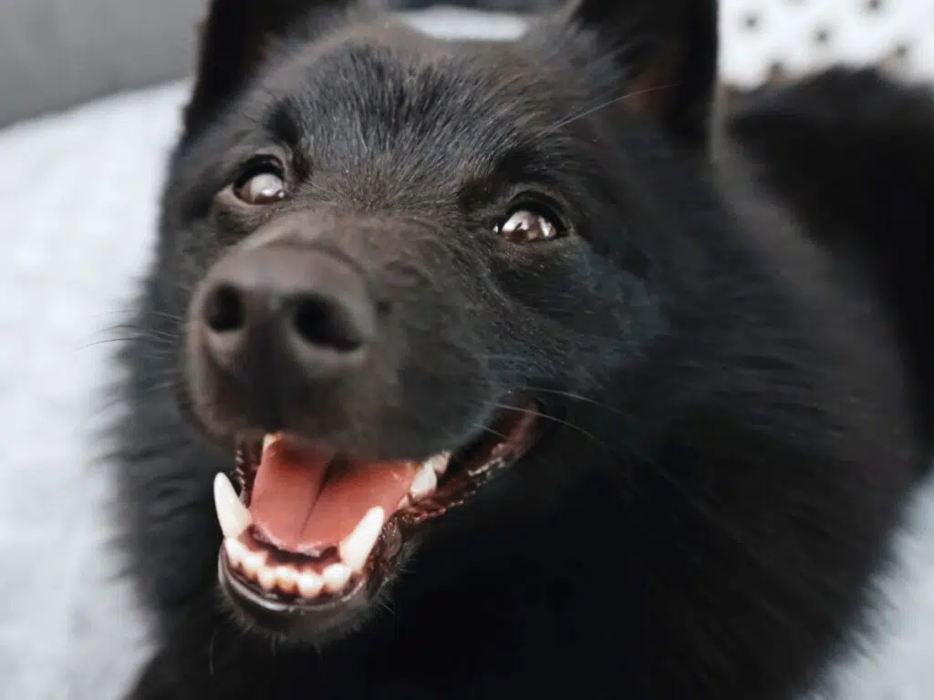 Dog breeds similar to Chihuahuas - the Schipperke