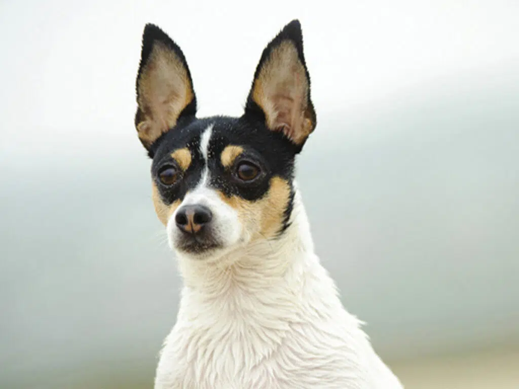 Dog breeds similar to Chihuahuas - the Toy Fox Terrier