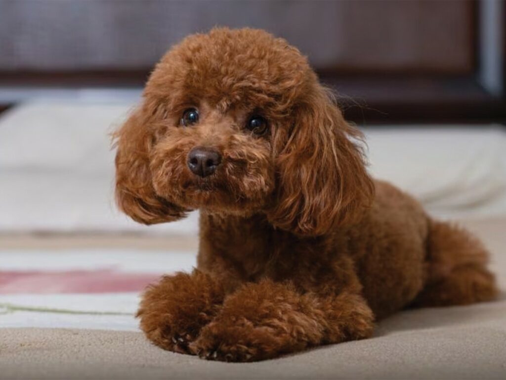 Dog breeds similar to Chihuahuas - the Toy Poodle