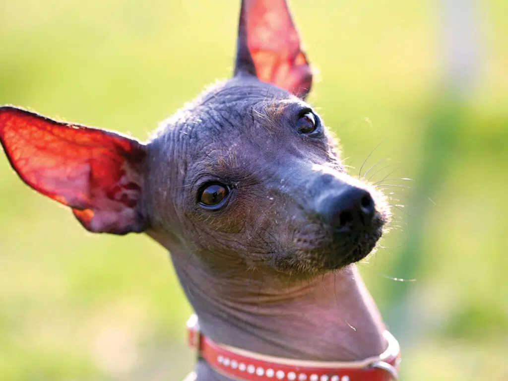 Dog breeds similar to Chihuahuas - the Toy Xoloitzcuintle