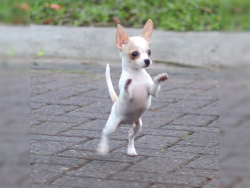 Signs your Chihuahua is obsessed with you - jumping