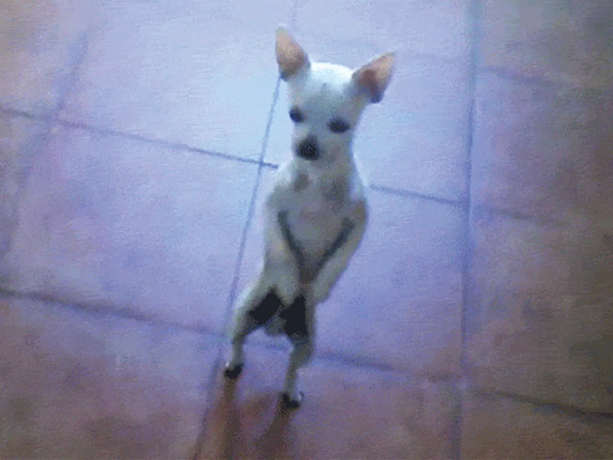 Signs your Chihuahua is obsessed with you - dancing