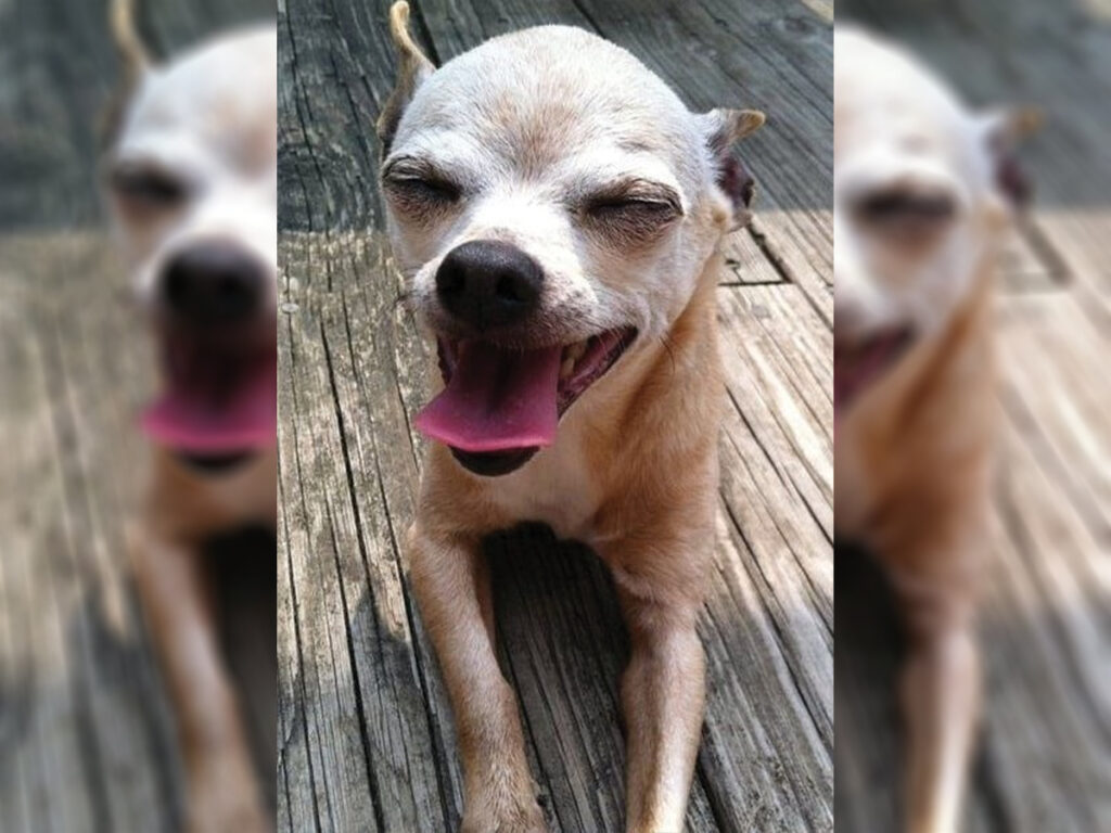 Signs your Chihuahua is obsessed with you - yawning