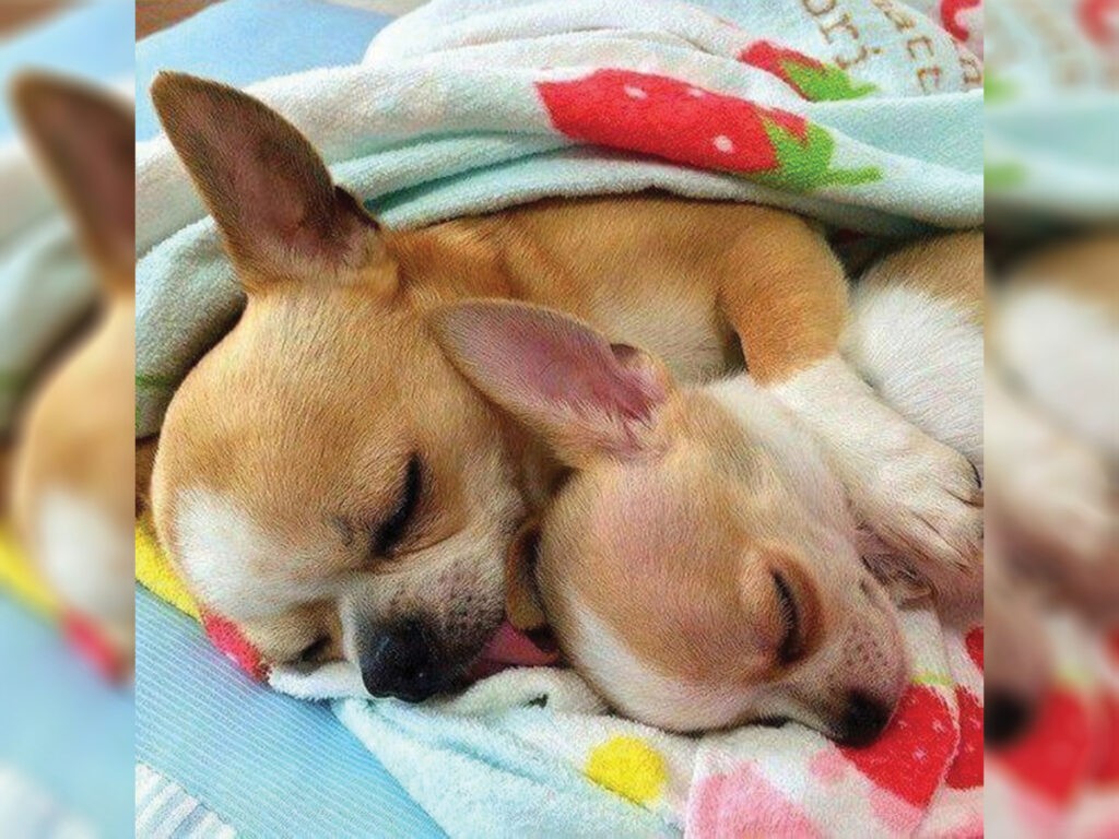 Signs your Chihuahua is obsessed with you - comfort