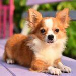 Is a Chihuahua Right for Your Family?