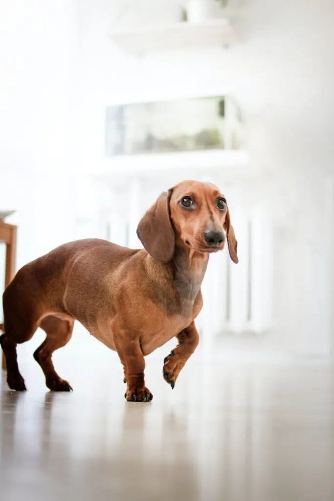 Dachshund