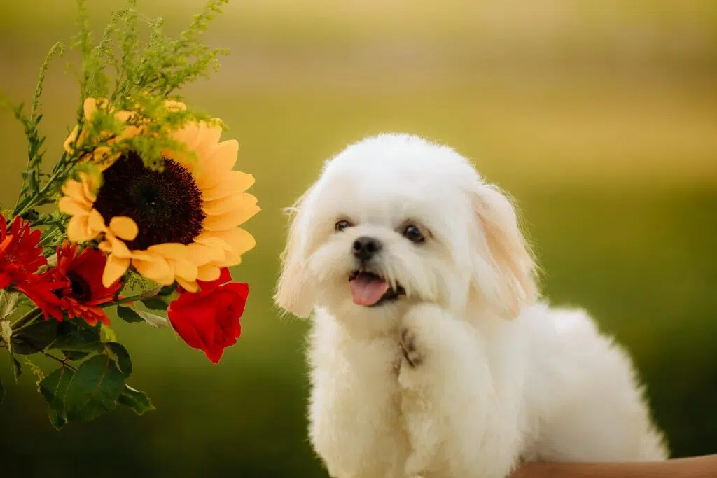 Maltese Shih tzu Bichon Frise