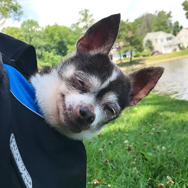 Rescued Pitties Nurse Senior Chihuahua Through His Final Days 2