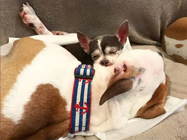 Rescued Pitties Nurse Senior Chihuahua Through His Final Days 4
