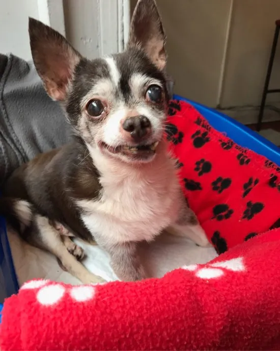 Rescued Pitties Nurse Senior Chihuahua Through His Final Days 6