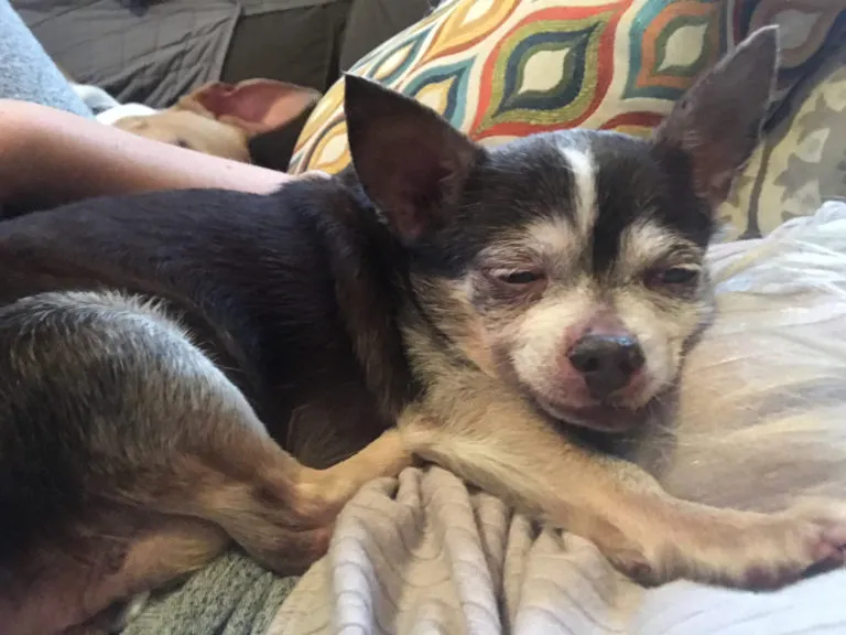 Rescued Pitties Nurse Senior Chihuahua Through His Final Days 7
