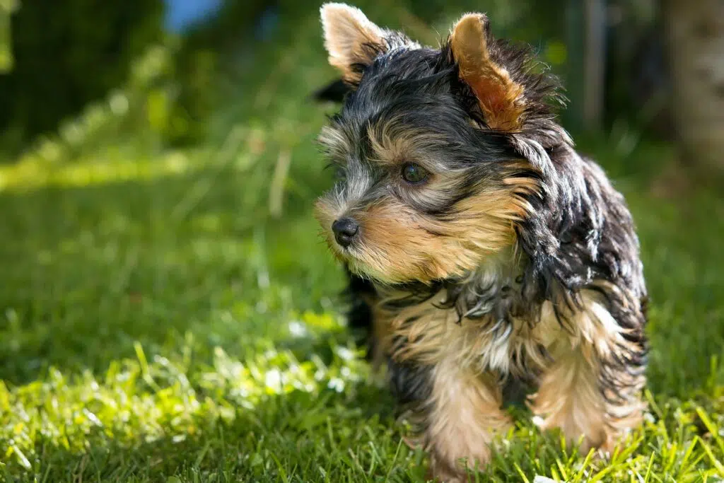 Yorkshire Terrier