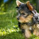 Chihuahua and Terrier Mix – Adopting The Best of Both Worlds