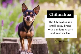 chihuahua breed card