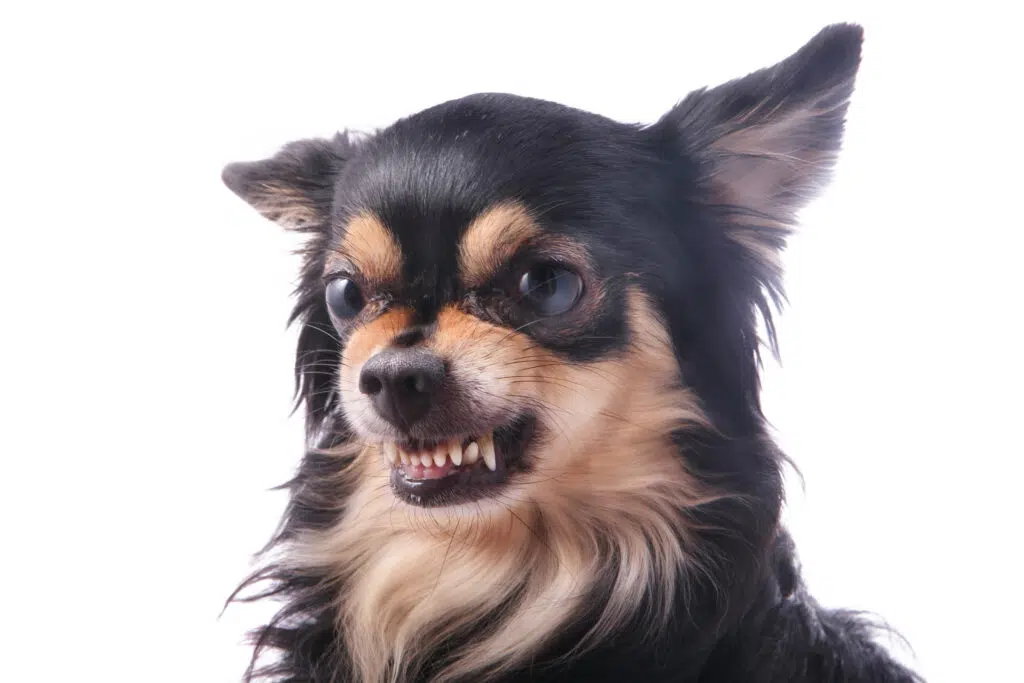 chihuahua looks like devil