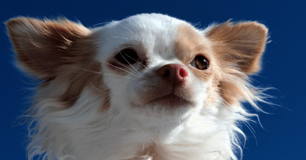 chihuahua makes hilarious face while getting vaccinations at the vet 1