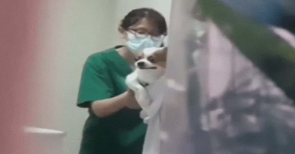 chihuahua makes hilarious face while getting vaccinations at the vet 2