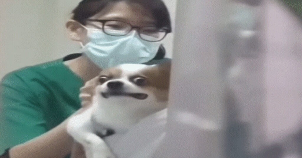 chihuahua makes hilarious face while getting vaccinations at the vet 3