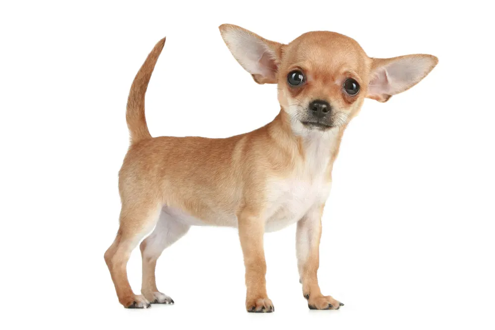 fswn chihuahua puppy with big ears.jpg