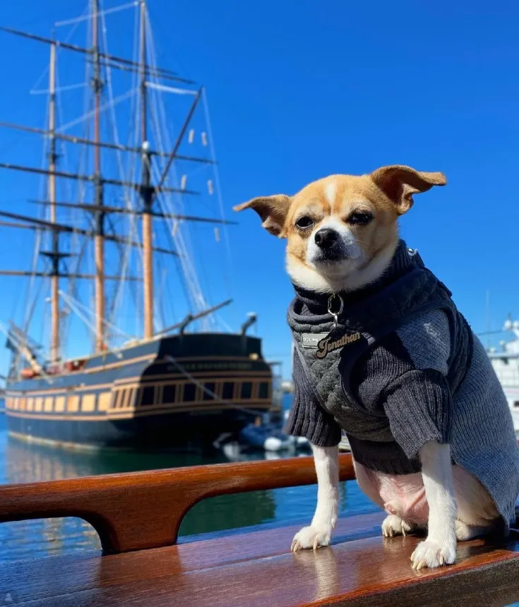 jonathan travel dog near docks