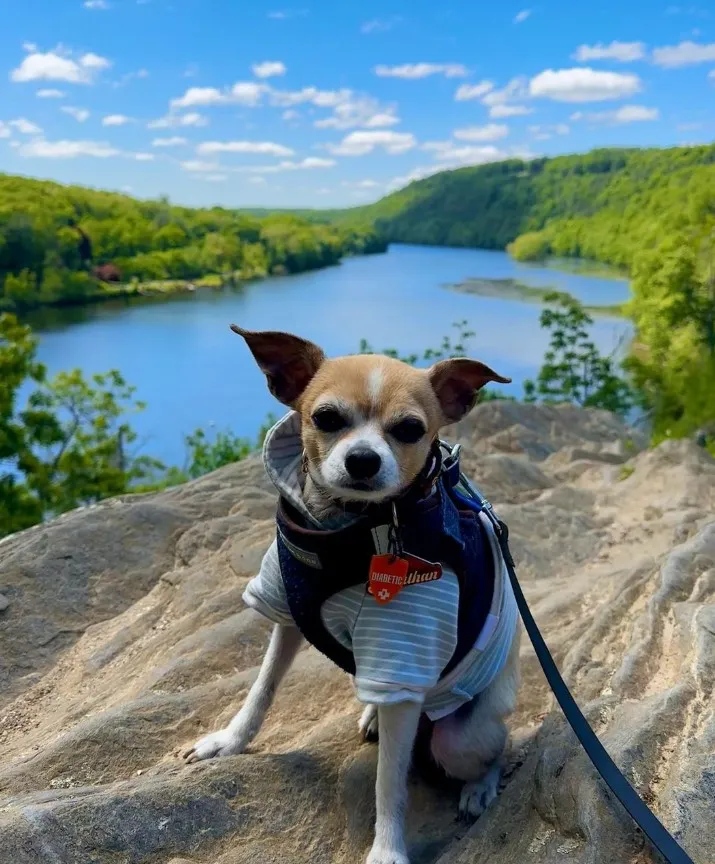 jonathan travel dog on rock