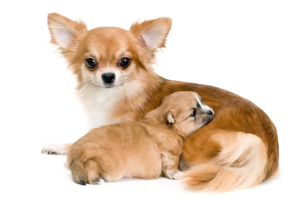 long hair fawn chihuahua mom with puppy