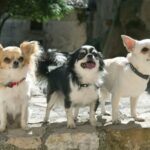 Polite Chihuahuas & Some Tips to Teach Good Behavior