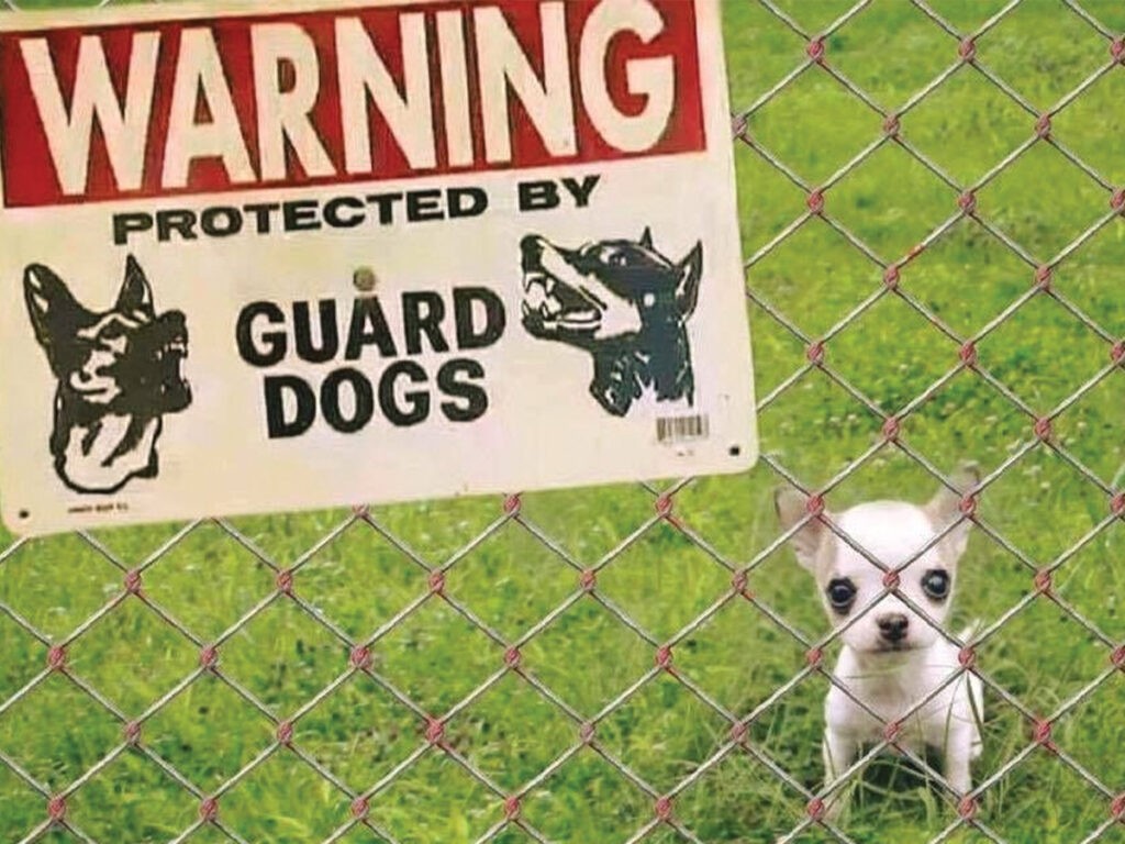 Polite Chihuahuas serving as guard dogs