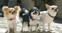 Polite Chihuahuas and Teaching Good Behavior - Chihuacorner.com