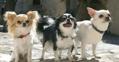 Polite Chihuahuas and Teaching Good Behavior - Chihuacorner.com