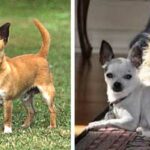 10 Low-Maintenance Small Dog Breeds