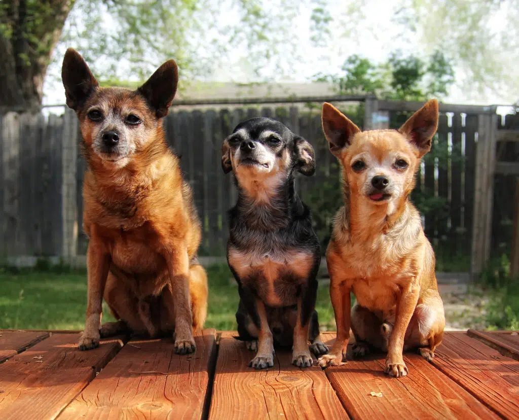 variety of chihuahua