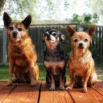 Are Chihuahuas Easy to Train?