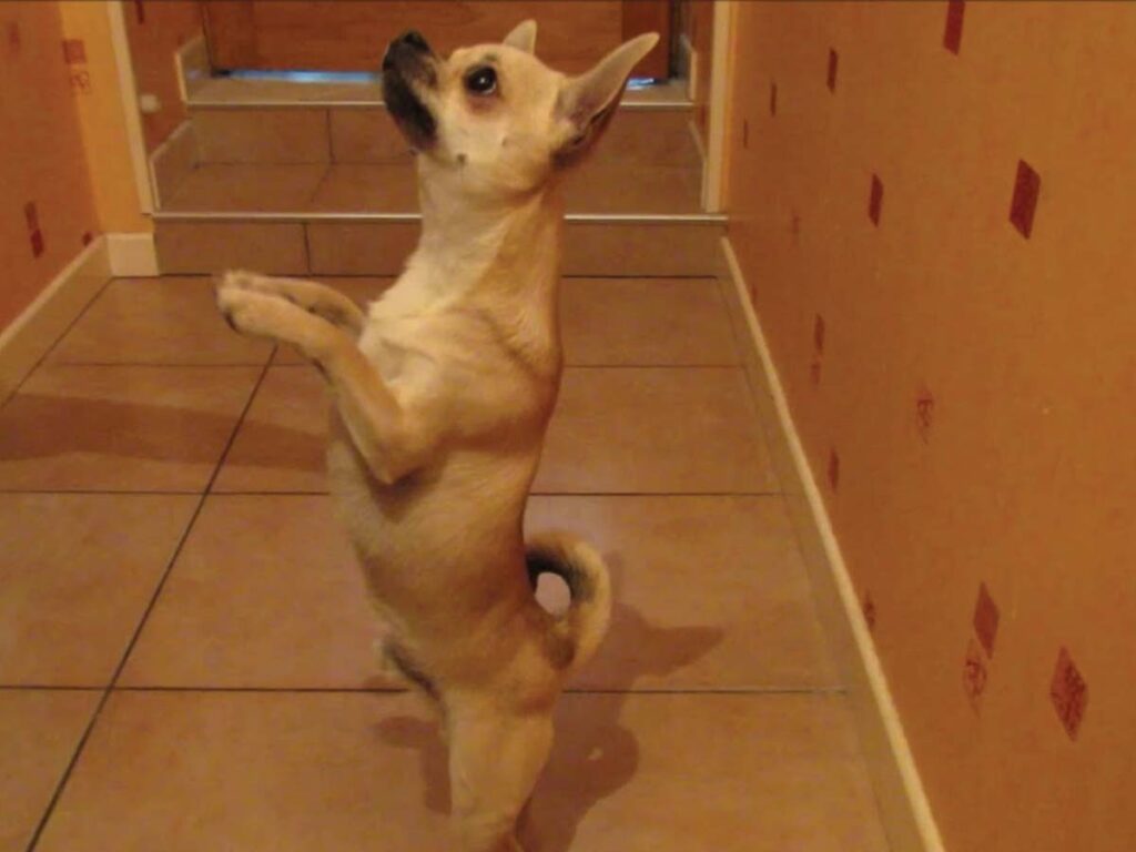 A pup dancing to Chihuahua Cha Cha