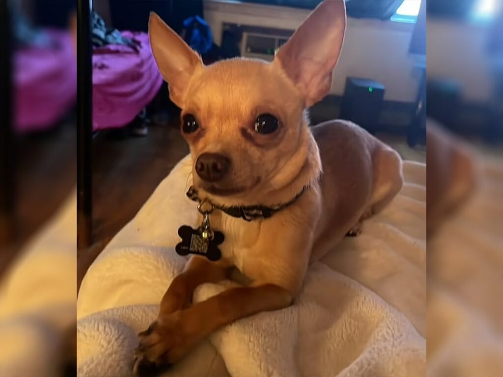Bean, the rescued Chihuahua after the chase of a lifetime 