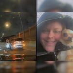 Heartstopping: Chihuahua Runs Through Cars on Expressway