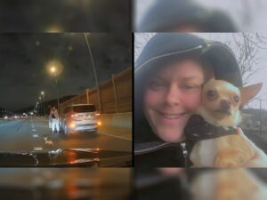 Read more about the article Heartstopping: Chihuahua Runs Through Cars on Expressway