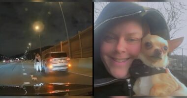 Chihuahua Runs Through Fast Cars on Expressway - Chihuacorner.com
