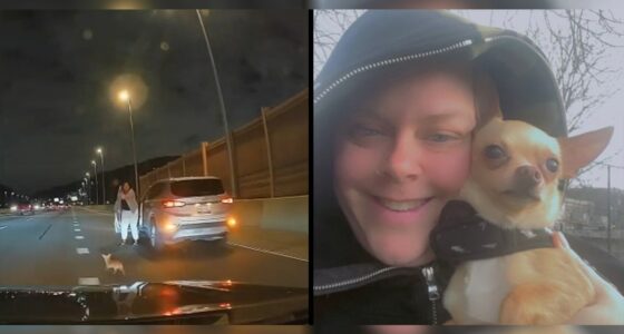 Chihuahua Runs Through Fast Cars on Expressway - Chihuacorner.com