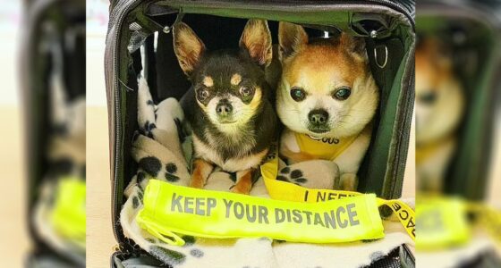 Recognizing Chihuahua Anxiety and Nurturing Calmness — Chihuacorner.com