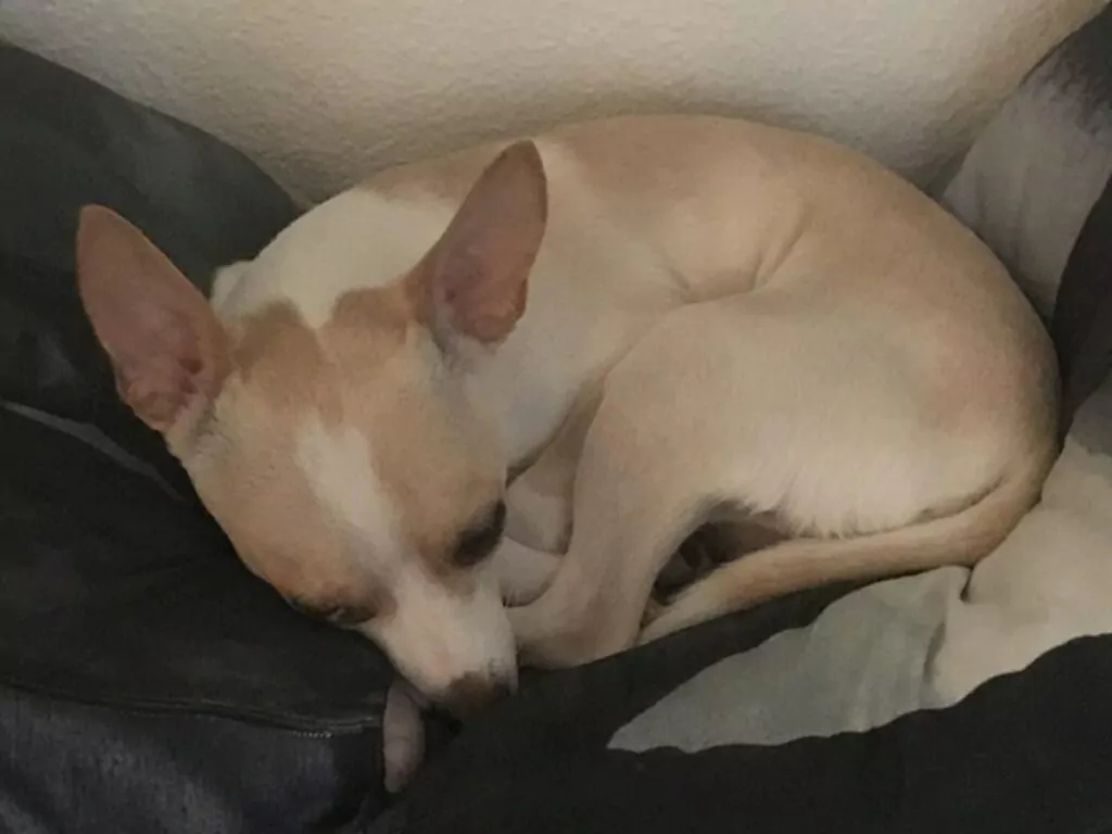 A white Chihuahua peacefully curled up on a couch, showcasing the classic bagel pose