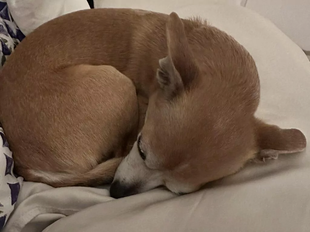 A beige Chi asleep in a snug circle, its fur blending warmly with the soft blanket underneath