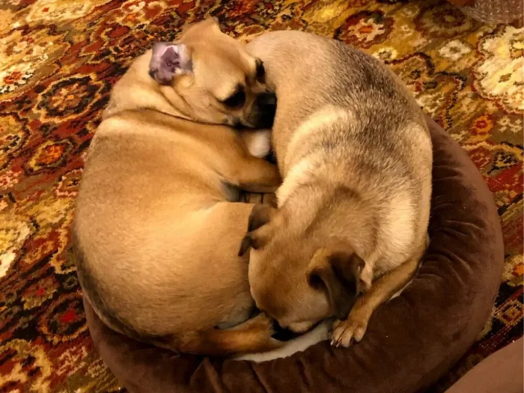 Two bagel Chihuahuas curled up together in a yin-yang formation