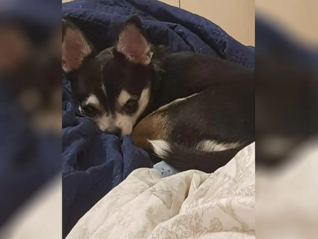 A small Chihuahua with striking black and tan markings peeking out from a cozy blue blanket