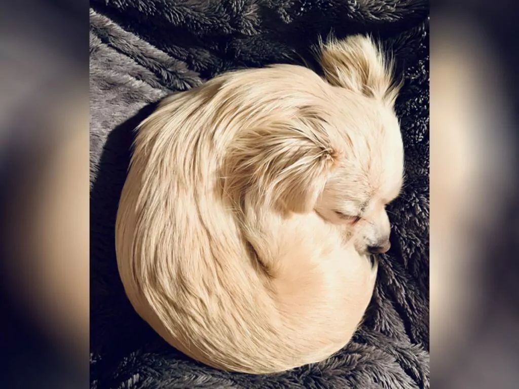 A fluffy golden Chihuahua curled up tight on a contrasting grey blanket