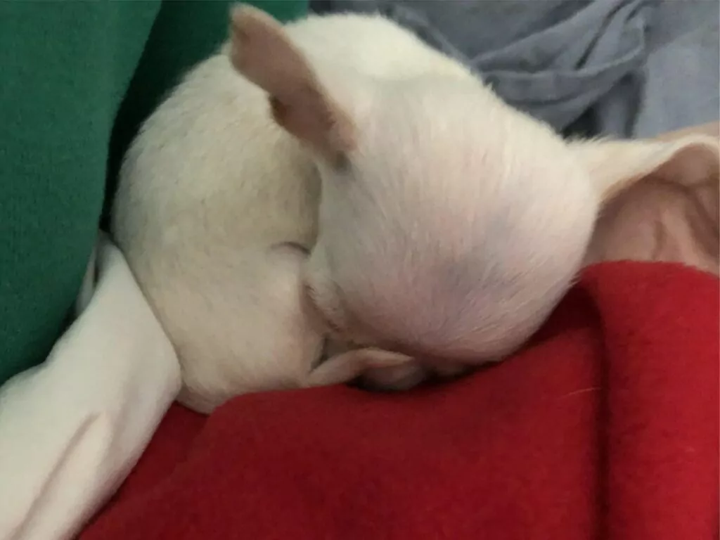 A white bagel Chihuahua curled up in a deep sleep, surrounded by a cozy red and green blanket