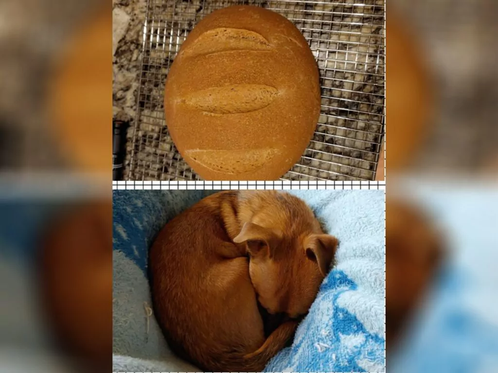 A side-by-side comparison of a golden bagel and a Chihuahua snugly curled up on a blue blanket