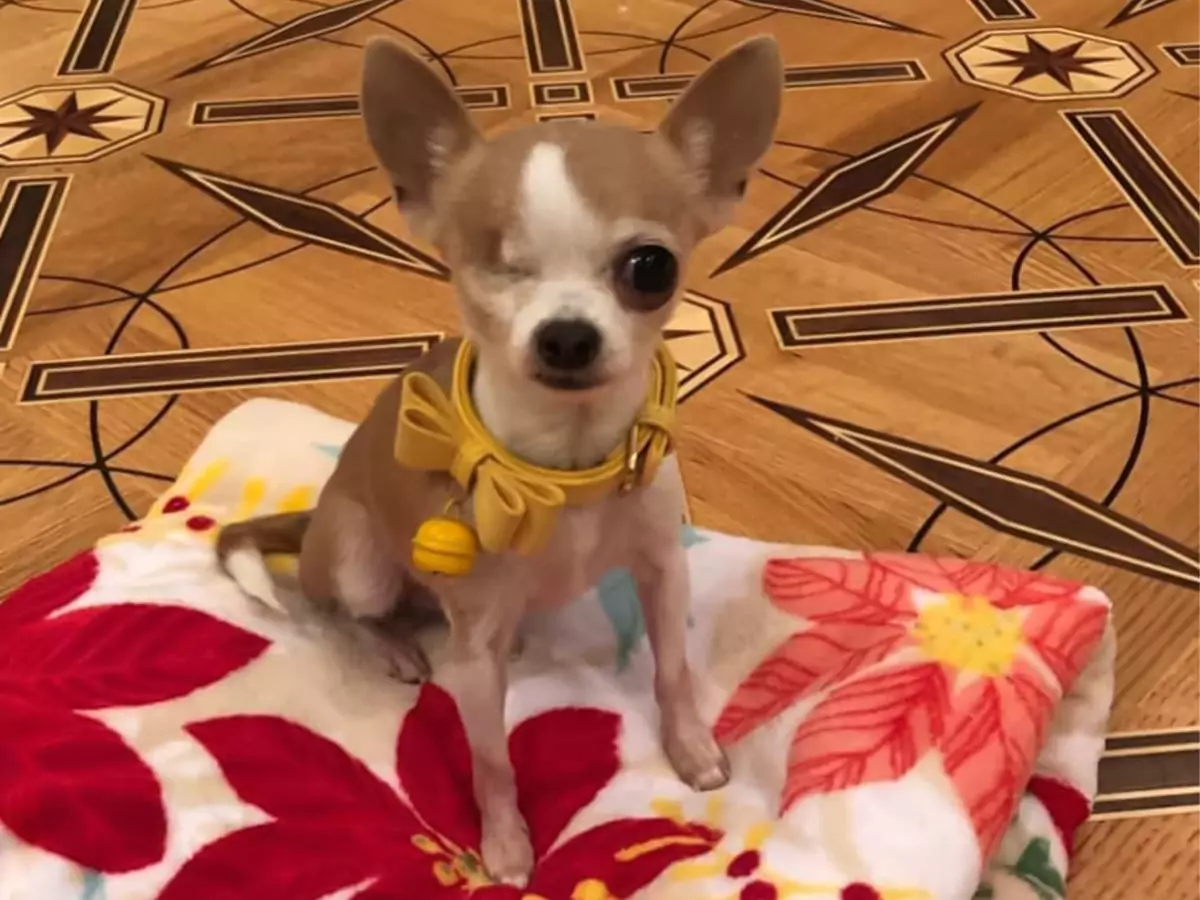 One of Bobby Humphreys Chihuahua Sanctuary rescues