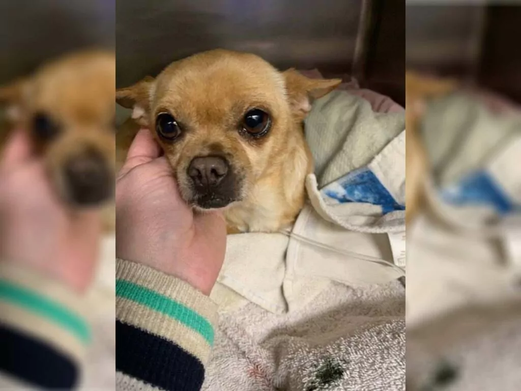 Xena the Chihuahua hit by a car while in labor gives birth